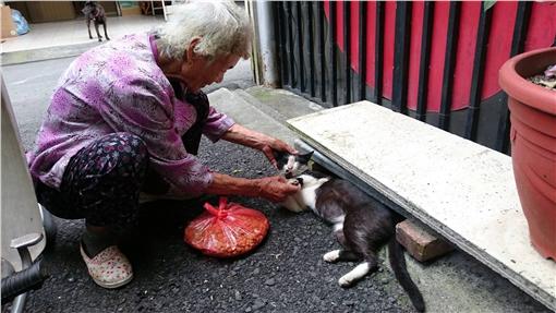 阿婆喂食流浪猫狗18年 只盼能唤起动保意识
