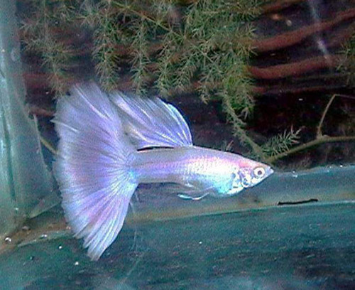 孔雀鱼针尾怎么治疗 可以使用海盐进行治疗