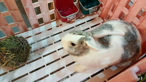 台北宠物展兔兔运动会 短跑、登高全都来