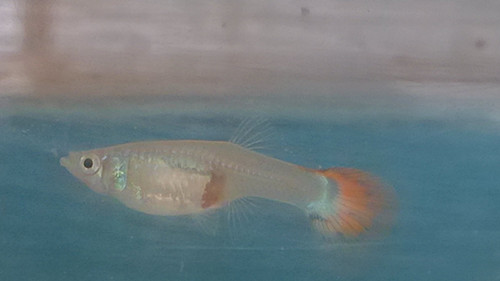 孔雀鱼换水 孔雀鱼换水需要注意的事