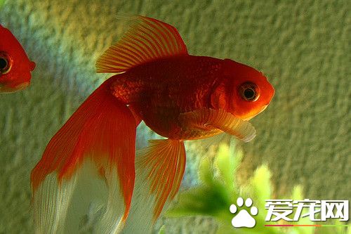 108927123_a1dc176fe9_z