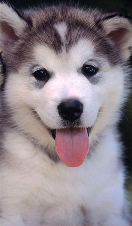 一看就是一只夜猫汪，瞧着黑眼圈！