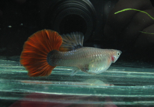 孔雀鱼为什么烂尾 长期不换水会烂尾