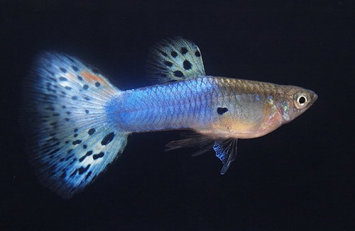 孔雀鱼有多少品种 孔雀鱼可以分为10个种类