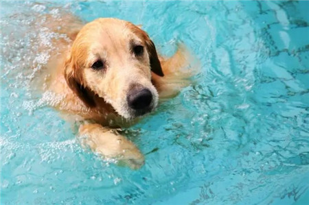 夏天游泳真凉快，好开心~