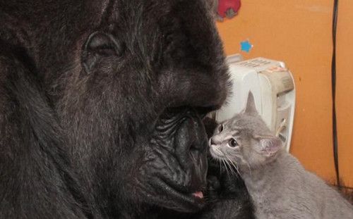 痛失爱子猩猩喜获继子 小猫咪成为它的新孩子