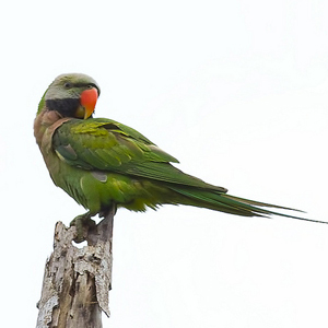 大绯胸鹦鹉图片