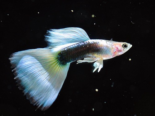 孔雀鱼水霉病怎么治 可以尝试使用食盐治疗