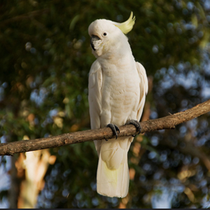 小葵花凤头鹦鹉图片