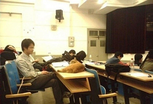 北大学猫与学子一起上哲学课 真是一只有文化的猫