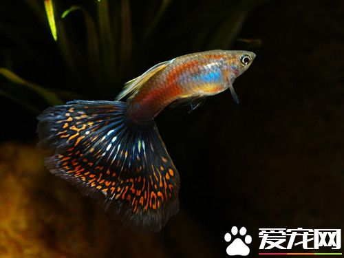 孔雀鱼病防治 引发孔雀鱼病症的四大因素