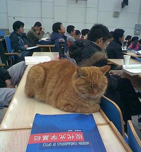 北大学猫与学子一起上哲学课 真是一只有文化的猫
