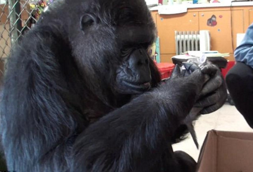 痛失爱子猩猩喜获继子 小猫咪成为它的新孩子