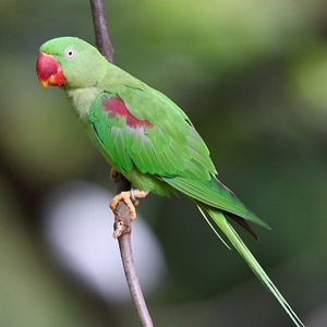 亚历山大鹦鹉图片