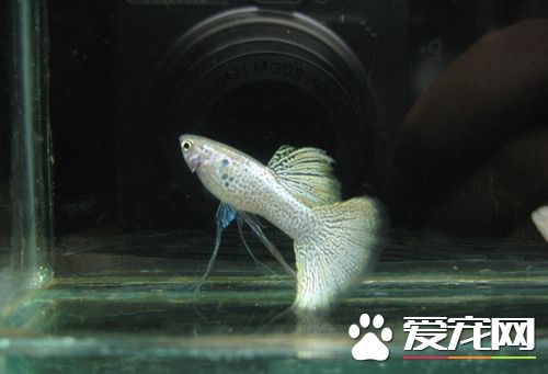 孔雀鱼挑选 如何挑优良品系孔雀鱼鱼苗