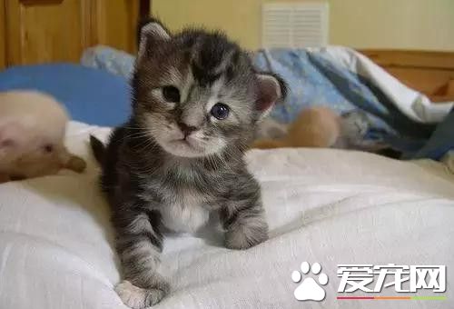 家猫误被当山猫 只因为体型很大的原因