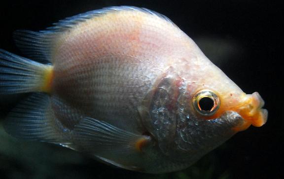 5d6034a85edf8db1cfbbdca90c23dd54574e7461