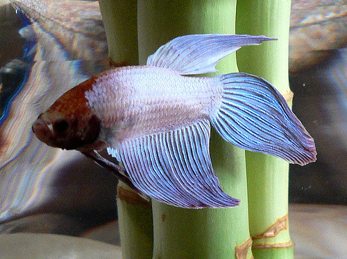 103214855_4e974f8ad1_z