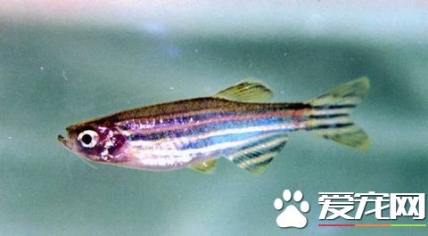 斑马鱼喂食 饲养斑马鱼简单的饲料就能满足