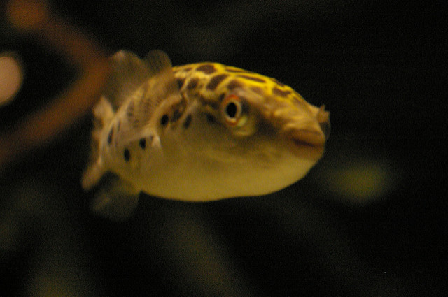 426423088_1fffa25cbd_z