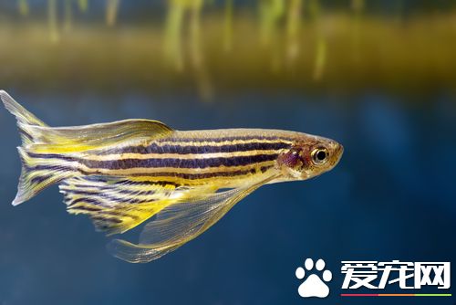 斑马鱼吃什么 主要还是红线虫和冻红虫