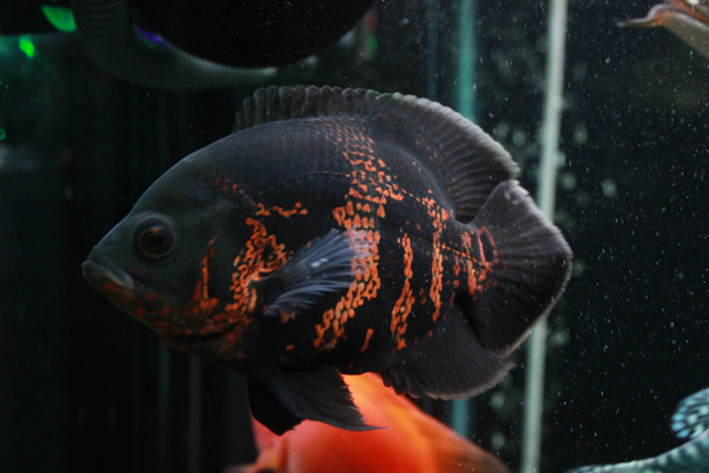 0df431adcbef7609d4bc793c2edda3cc7dd99eda