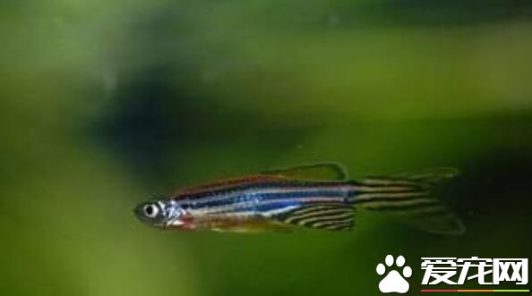 斑马鱼价格 大斑马鱼价格在200左右