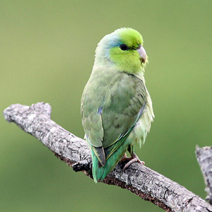 太平洋鹦鹉图片