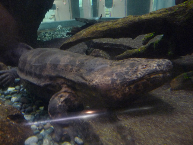 6006418958_d713183d12_z