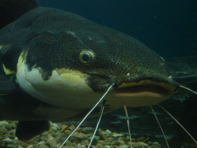 411566915_c30418725d_z