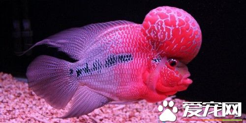 罗汉鱼的寿命多长 寿命一般在6到10年