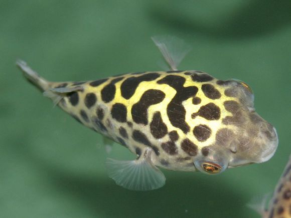 62db6d59252dd42ac22c9100013b5bb5c8eab862