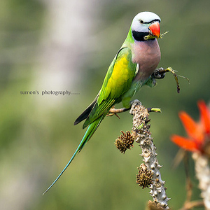 小绯胸鹦鹉图片