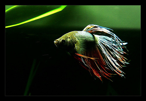 500064274_14d3f86666_z