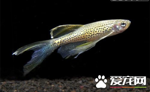 斑马鱼养殖 斑马鱼养殖的13个小技巧