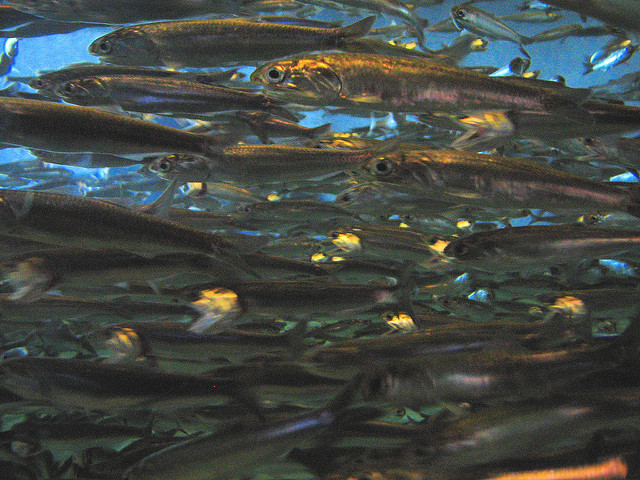 2140050545_9161f4ef22_z