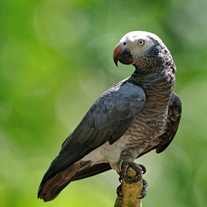 非洲灰鹦鹉图片