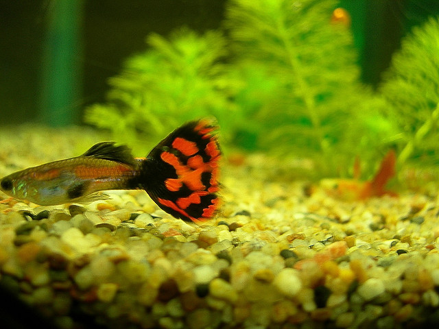 367000725_6388d41b13_z