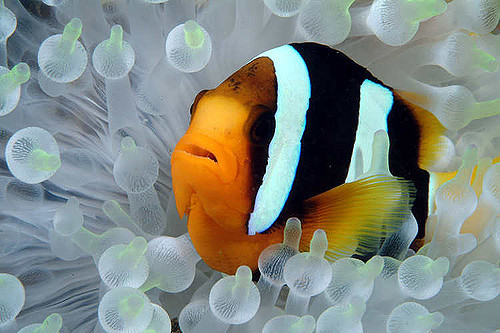 2156427944_0741981d09_z