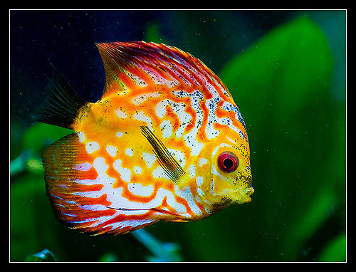 2835119093_9ec9c33aa5_z