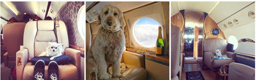 人不如狗 土豪狗豪车美女为伴获万千宠爱