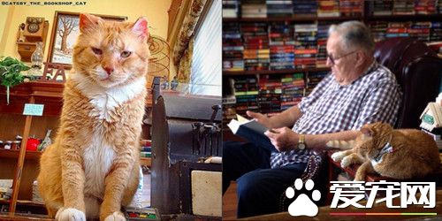 14岁猫老板守护书店6年 会陪读、选书