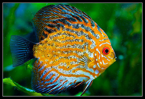 2835955546_95cd3f3de6_z