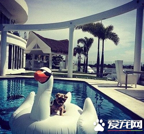 人不如狗 土豪狗豪车美女为伴获万千宠爱