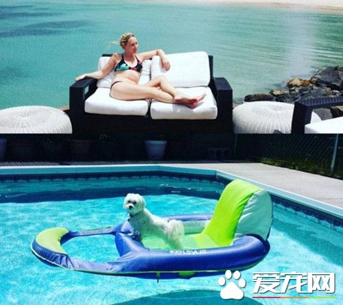 人不如狗 土豪狗豪车美女为伴获万千宠爱