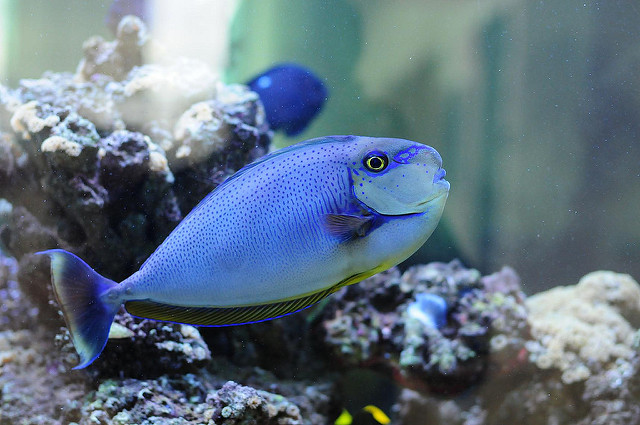 3163032245_c807dc286a_z