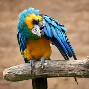蓝黄金刚鹦鹉图片