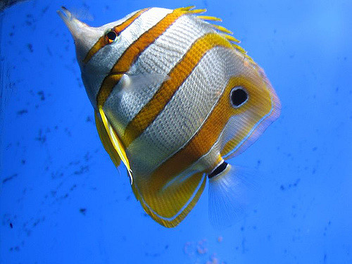 257192646_e2a99b006b_z