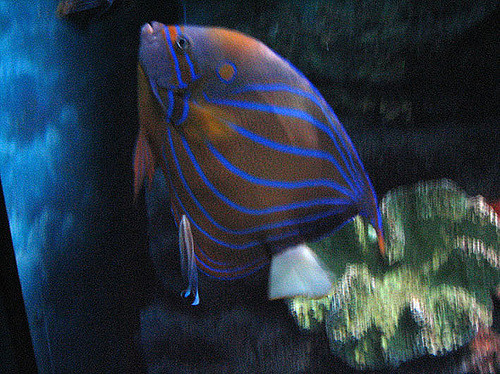 597856143_31dd0c1ae7_z