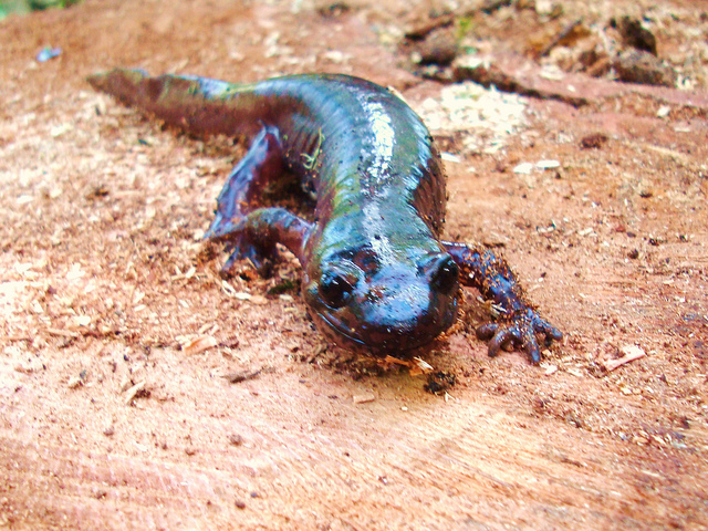 4845632110_27b7831288_z